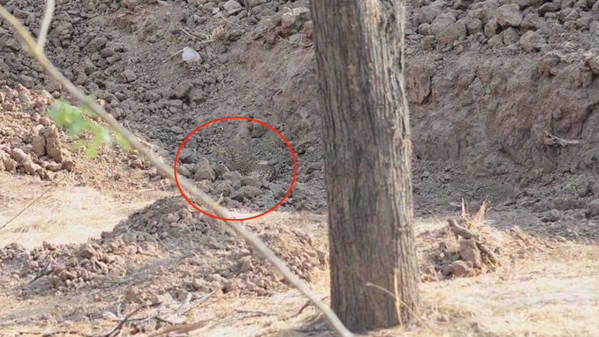 Leopard Found Viral