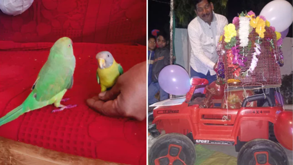 Parrot Marriage viral news