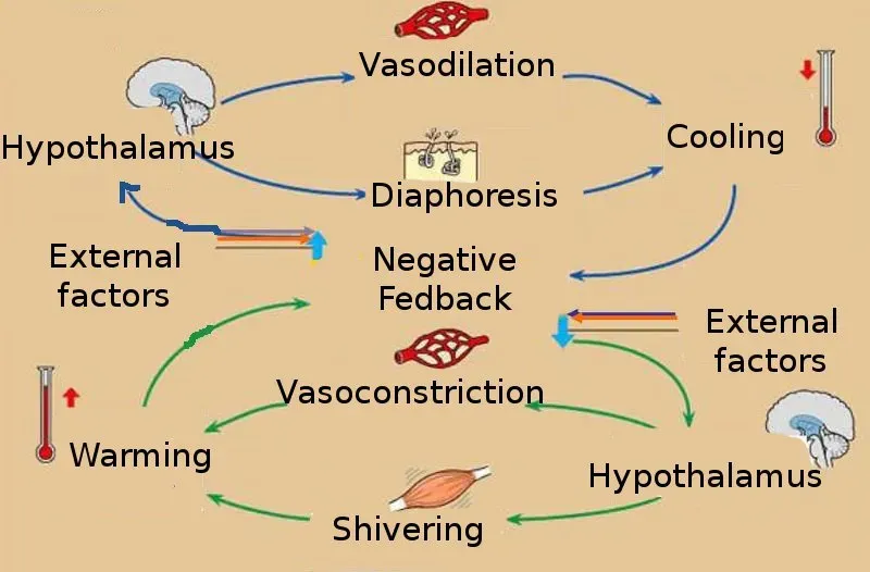 Homeostasis