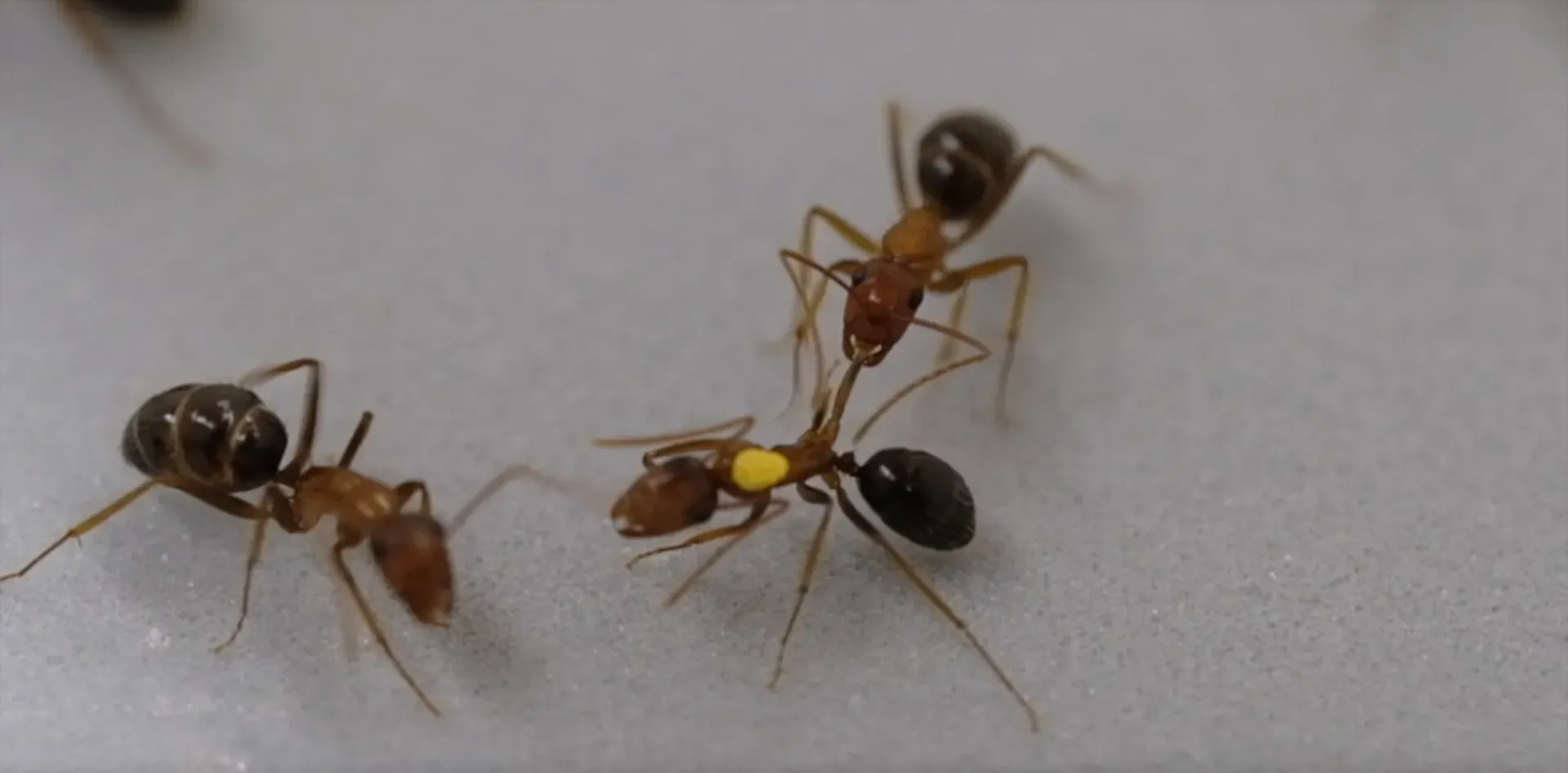 ants florida new research