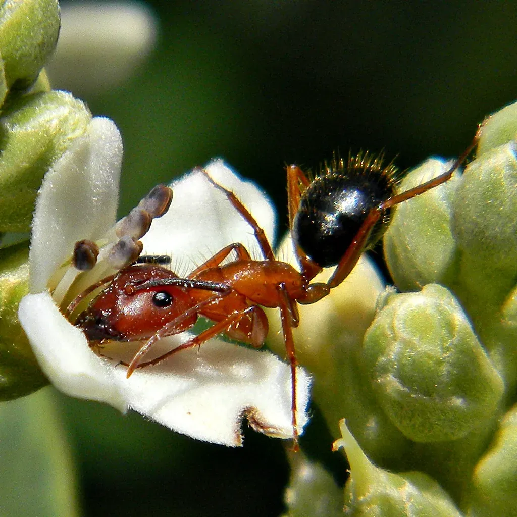 carpenter ants