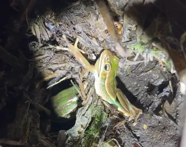 frog