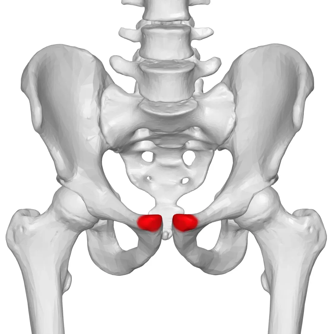 pelvic bone