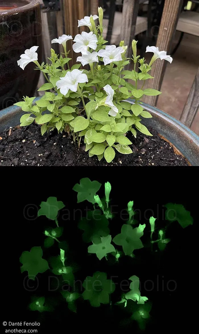 glowing plant bio lumi