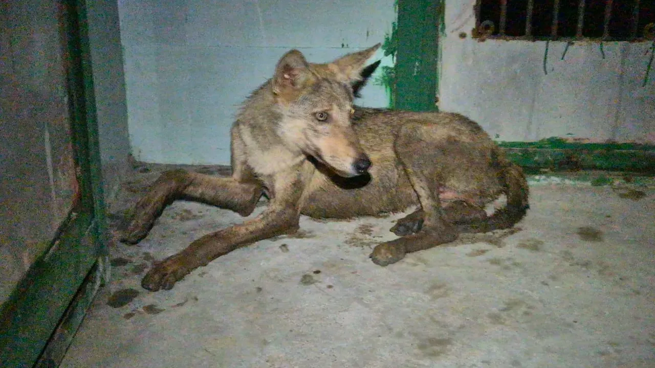 bahraich wolf