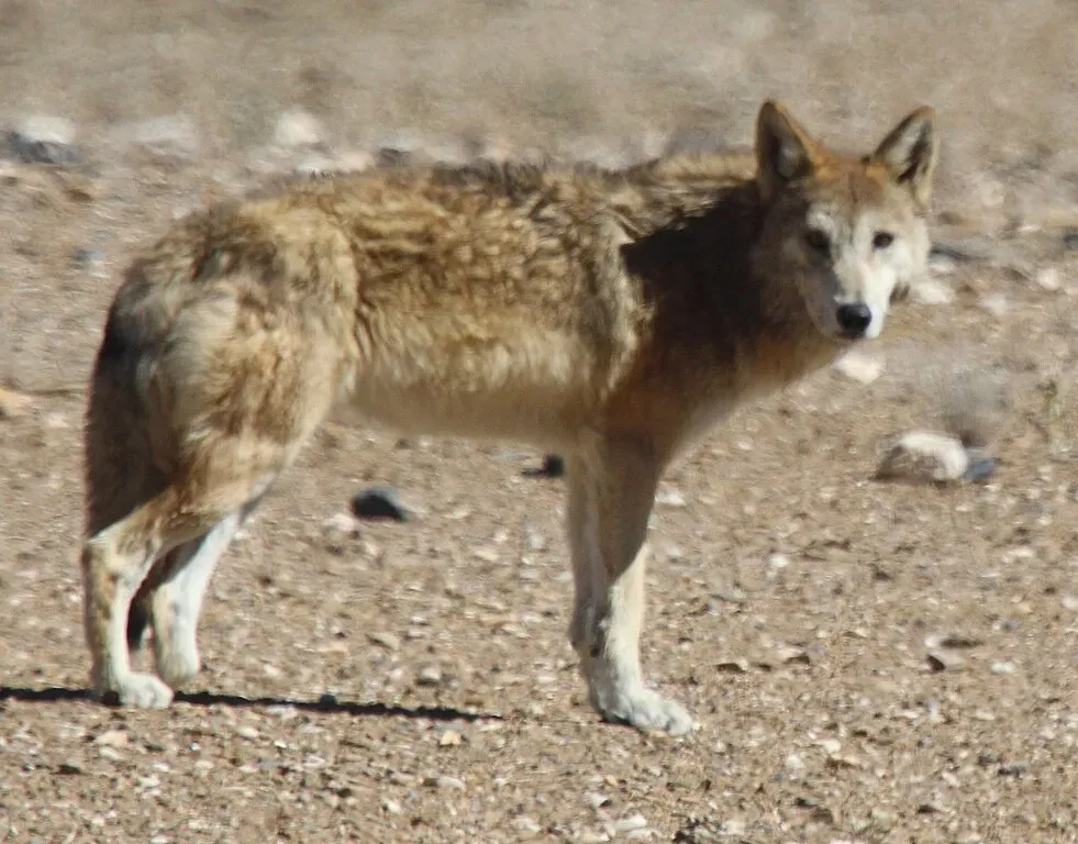 tibetan wolf