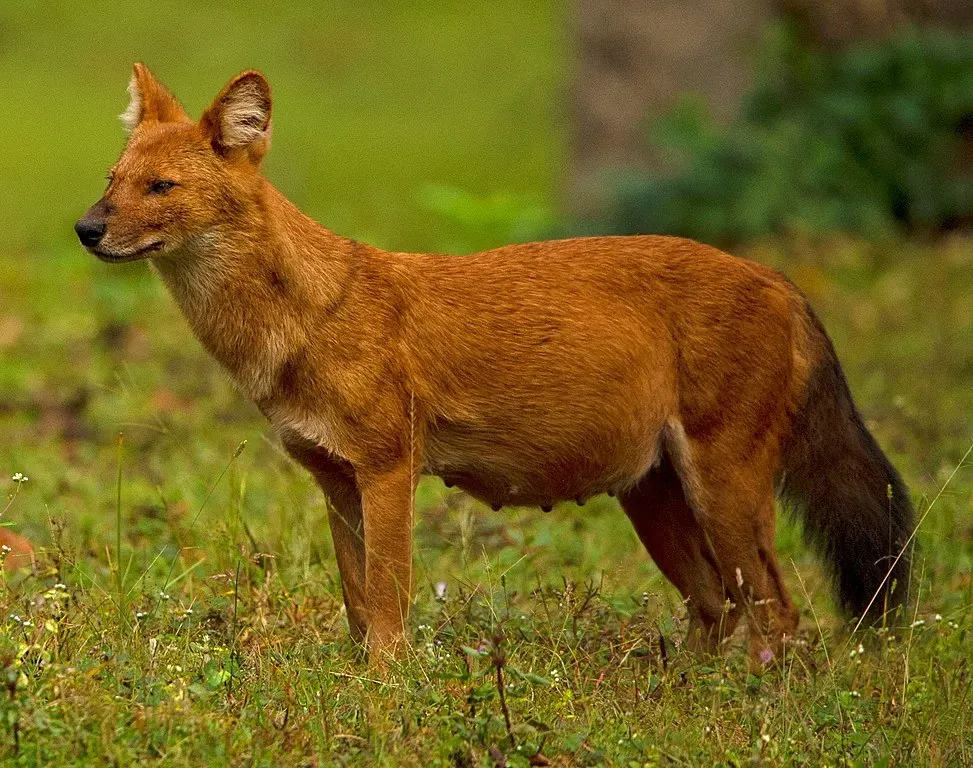 Dhole