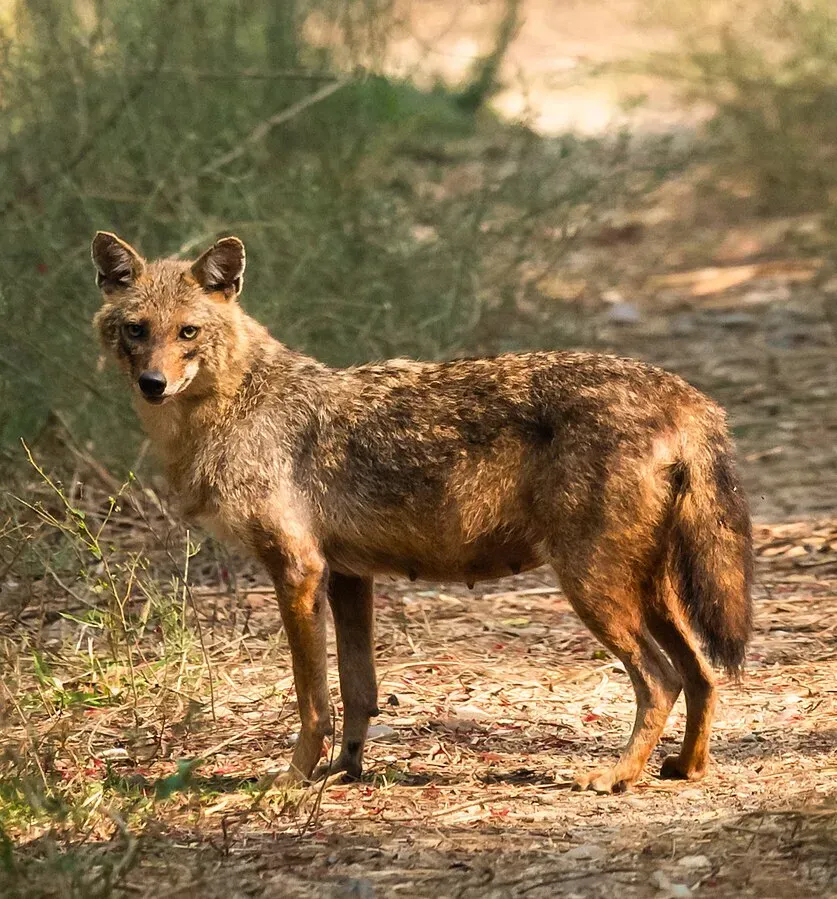 golden jackal