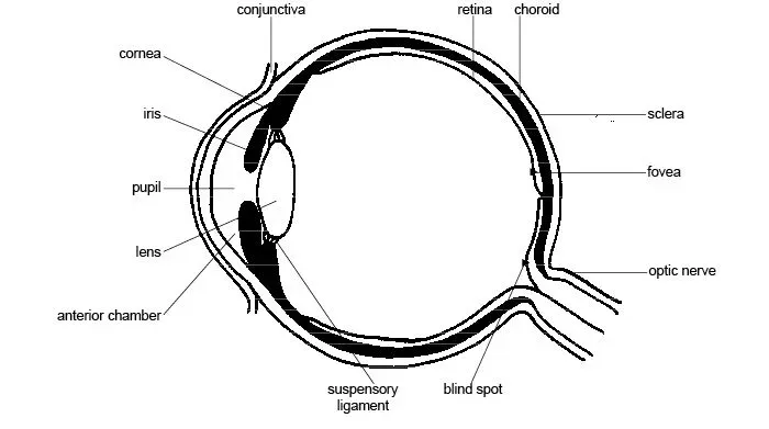 eye structure