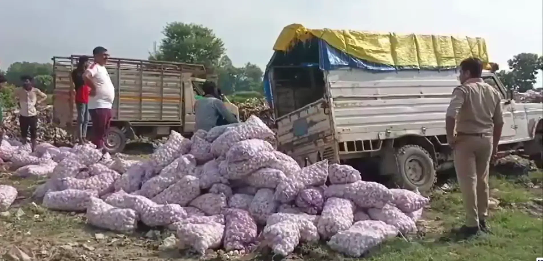 chinese garlic