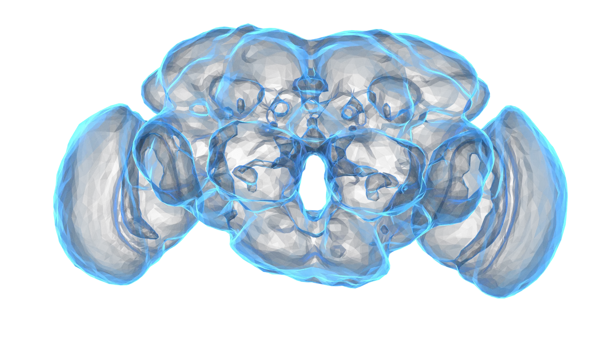 fruit fly brain map