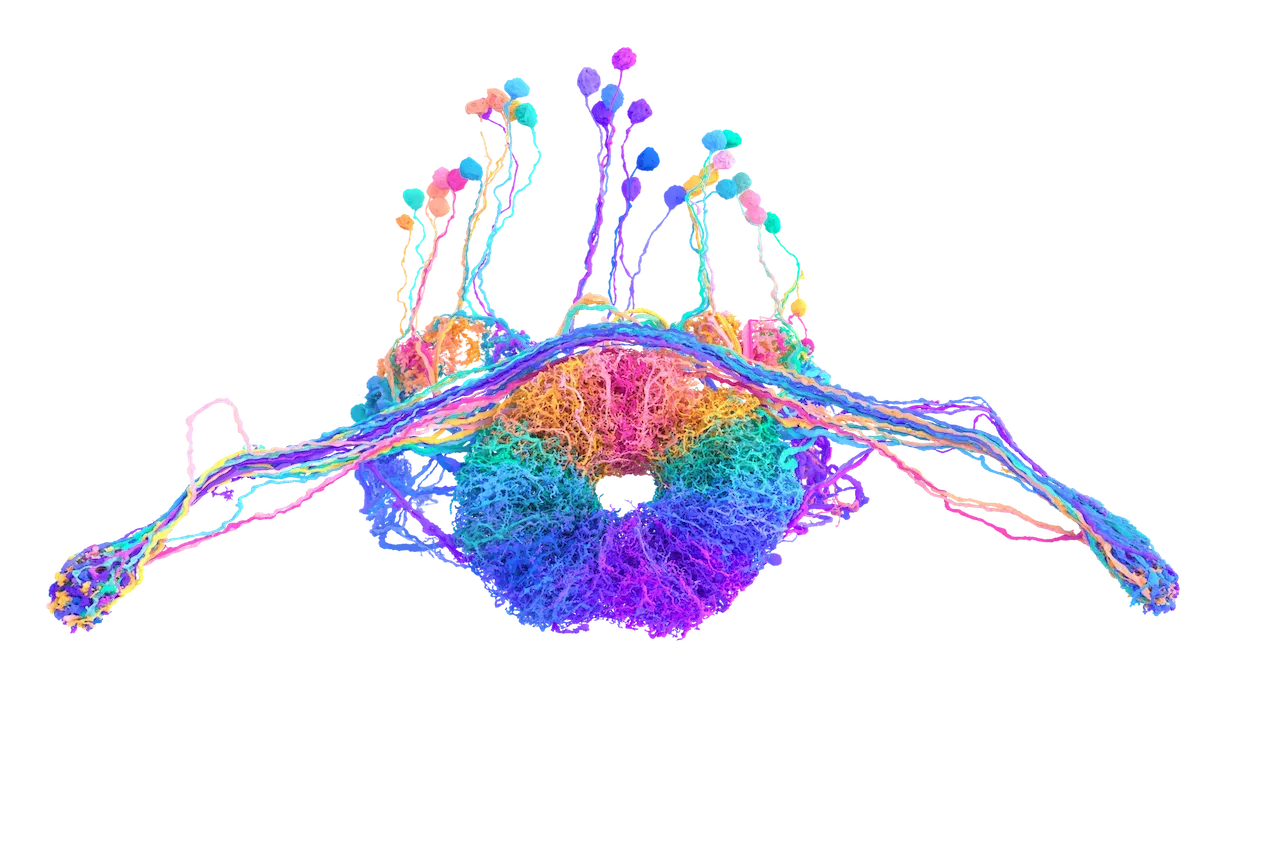 brain map neuroscience