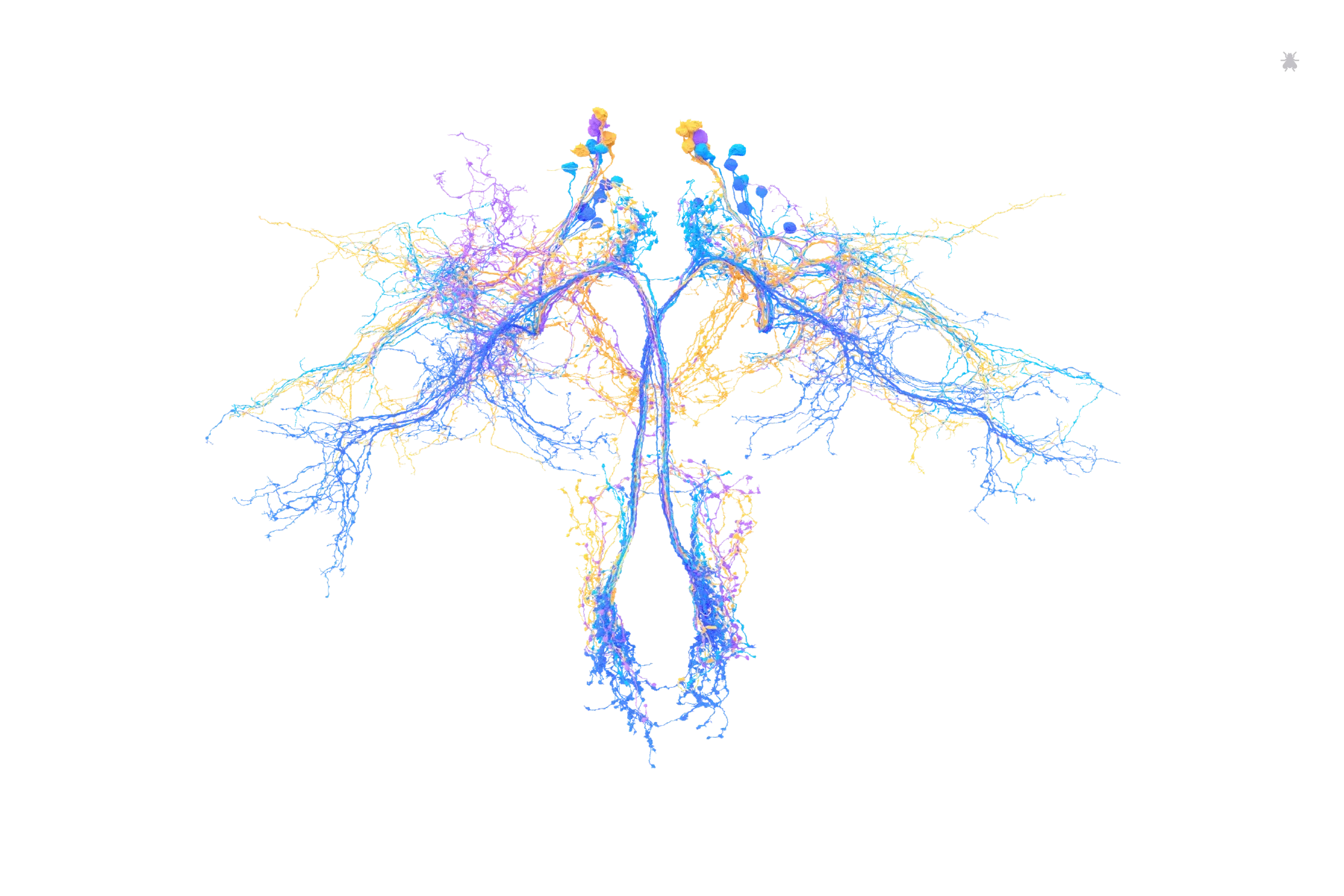 neuroscience brain map