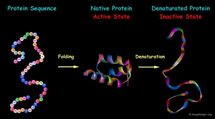 protein structure