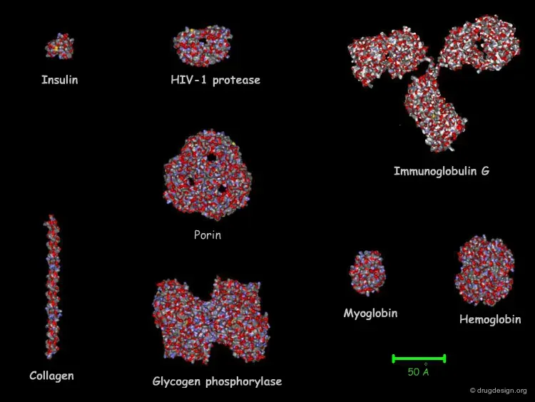 protein structure