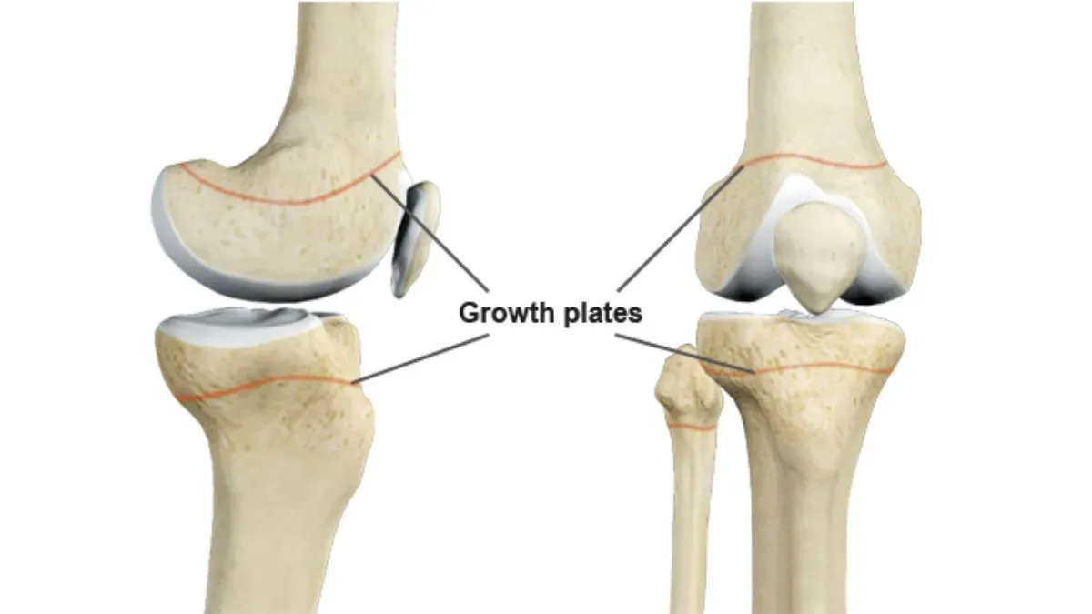 growth plates