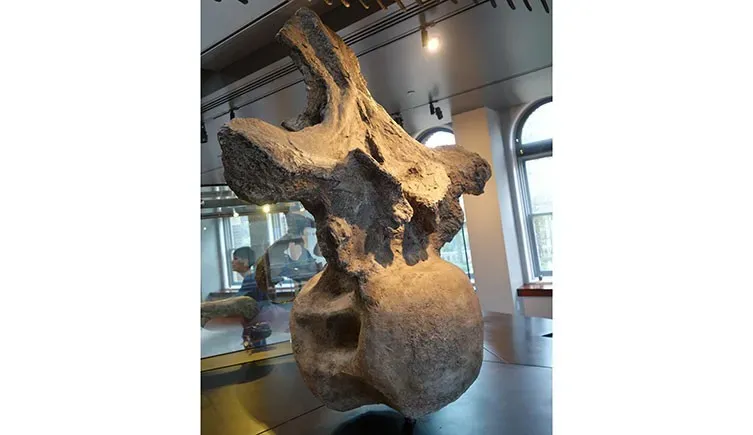 dinosaur bone