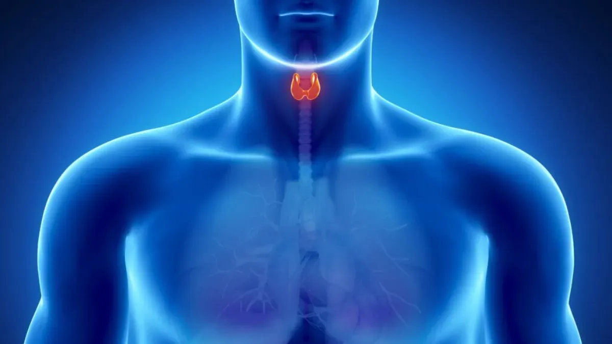 thyroid gland