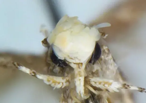 Neopalpa donaldtrumpi