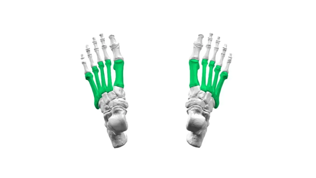 metatarsal bones