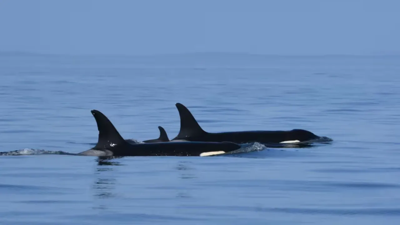 J35 Whale with dead calf