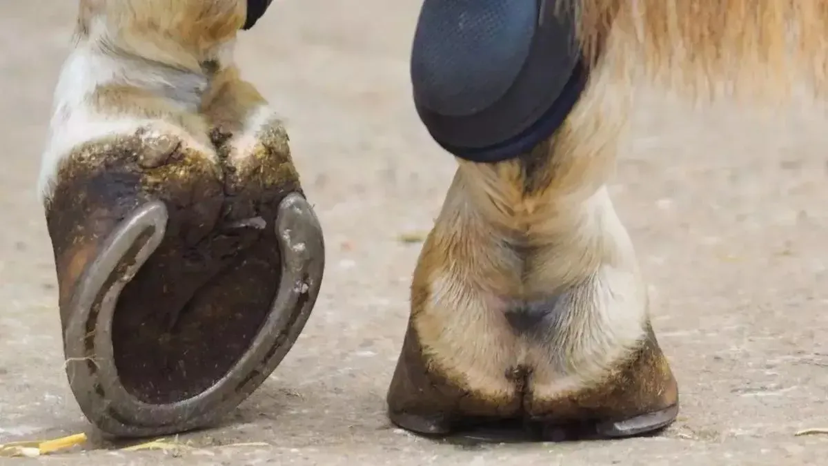 horseshoe