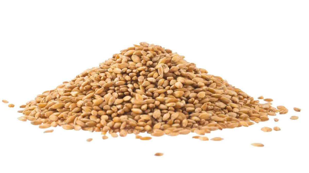 toxic wheat