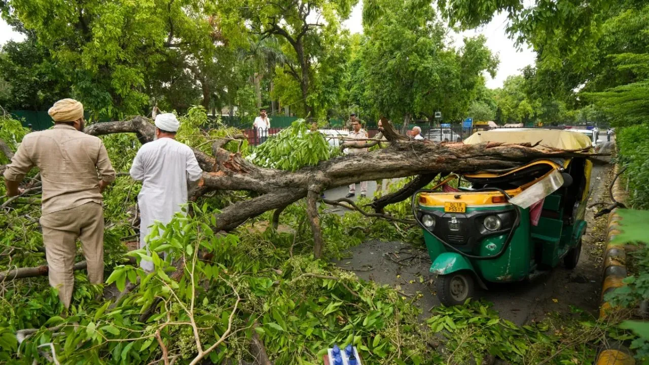 Auto Rickshaw Tree Delhi