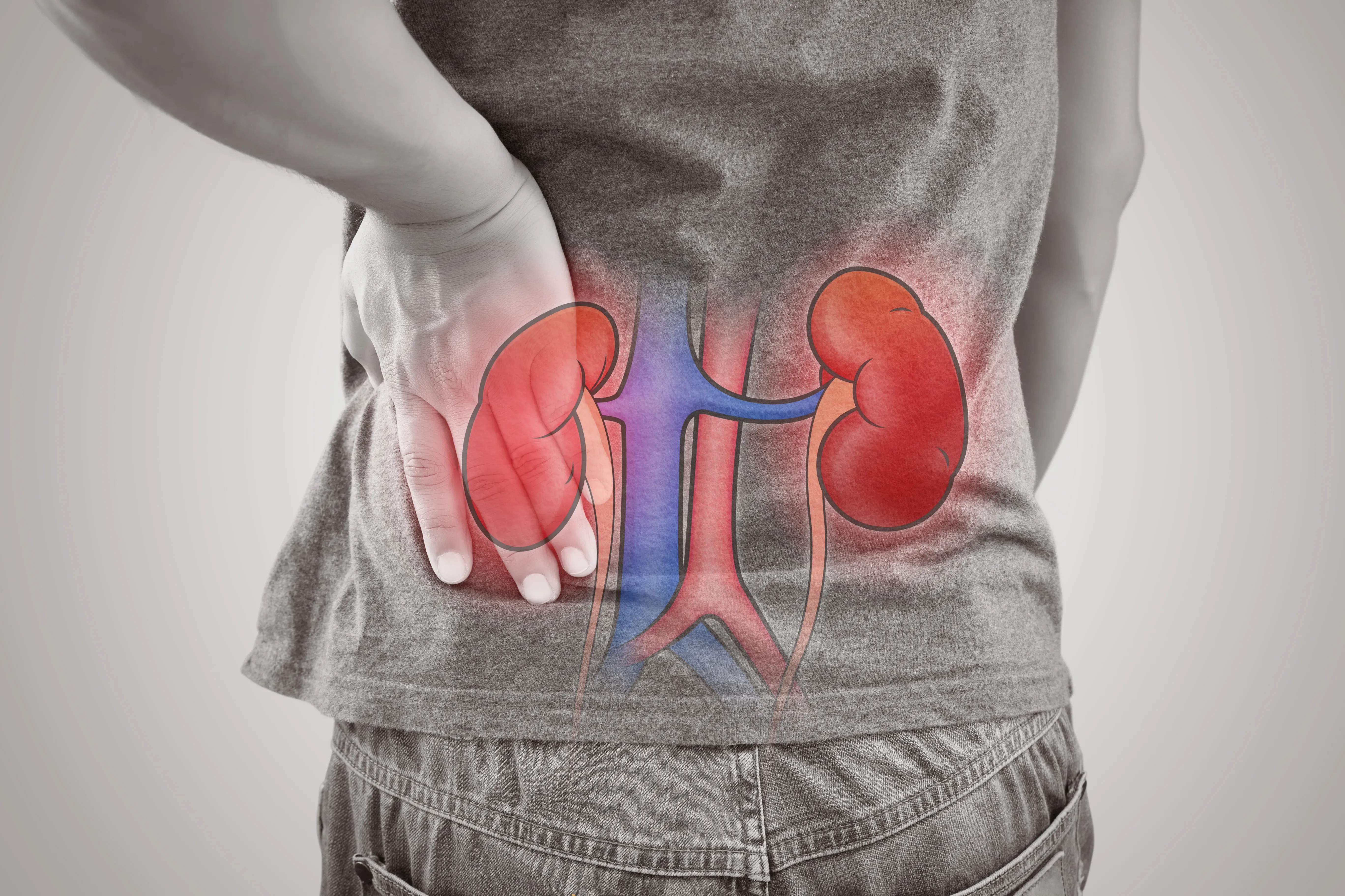 kidney