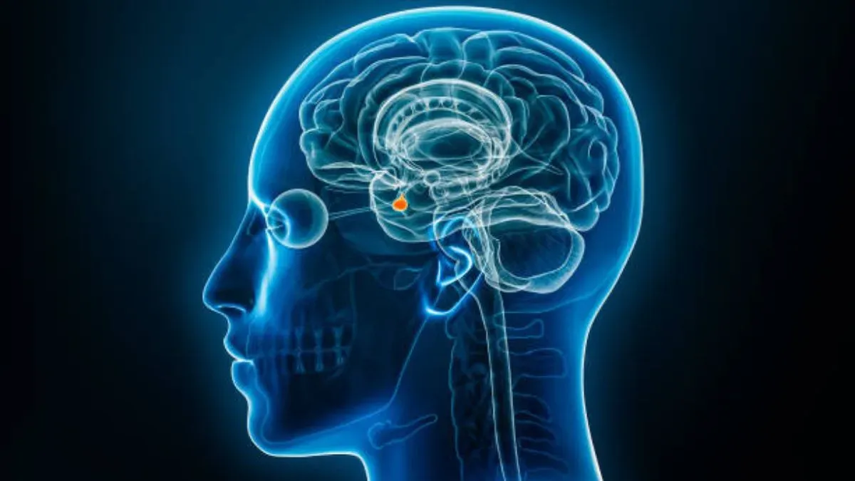 pituitary gland