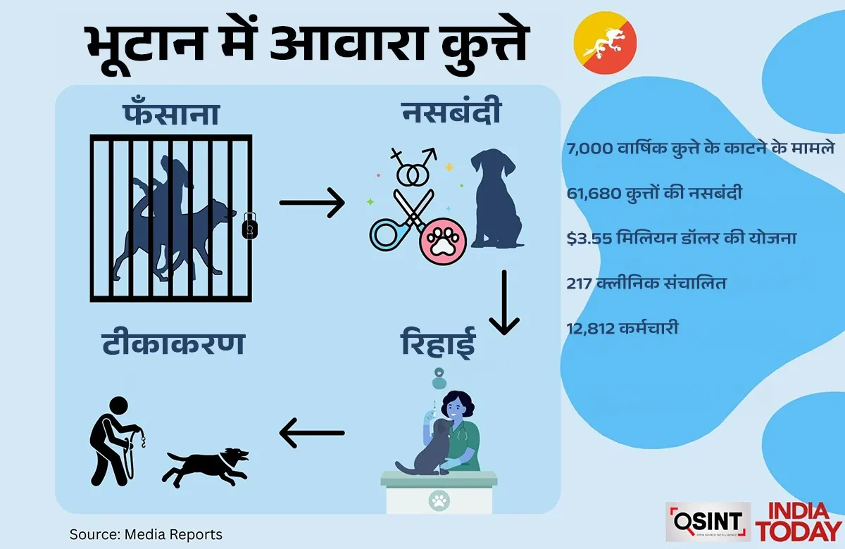 How other countries deal with the problem of stray dogs