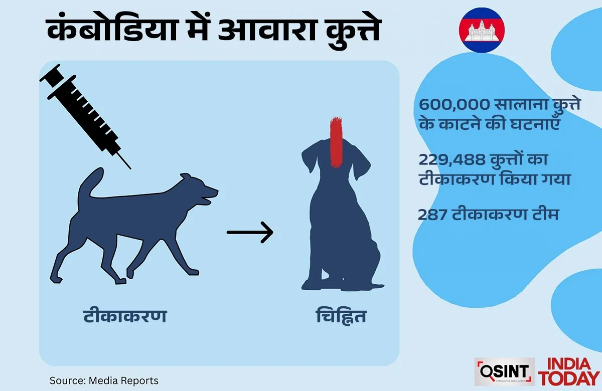How other countries deal with the problem of stray dogs