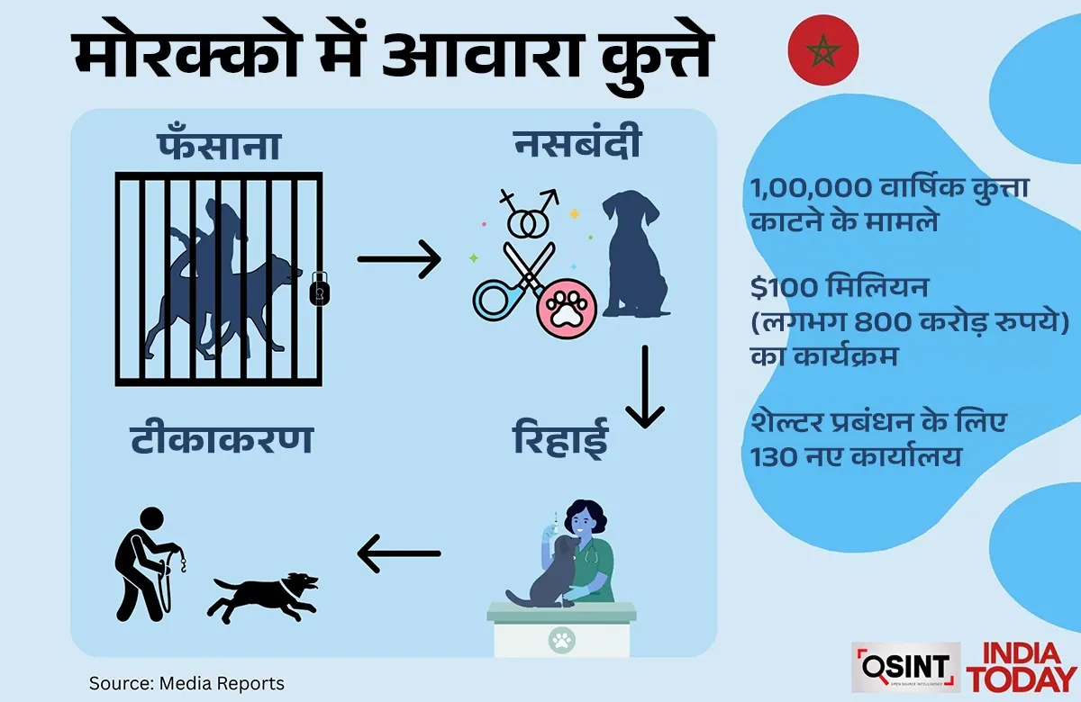 How other countries deal with the problem of stray dogs