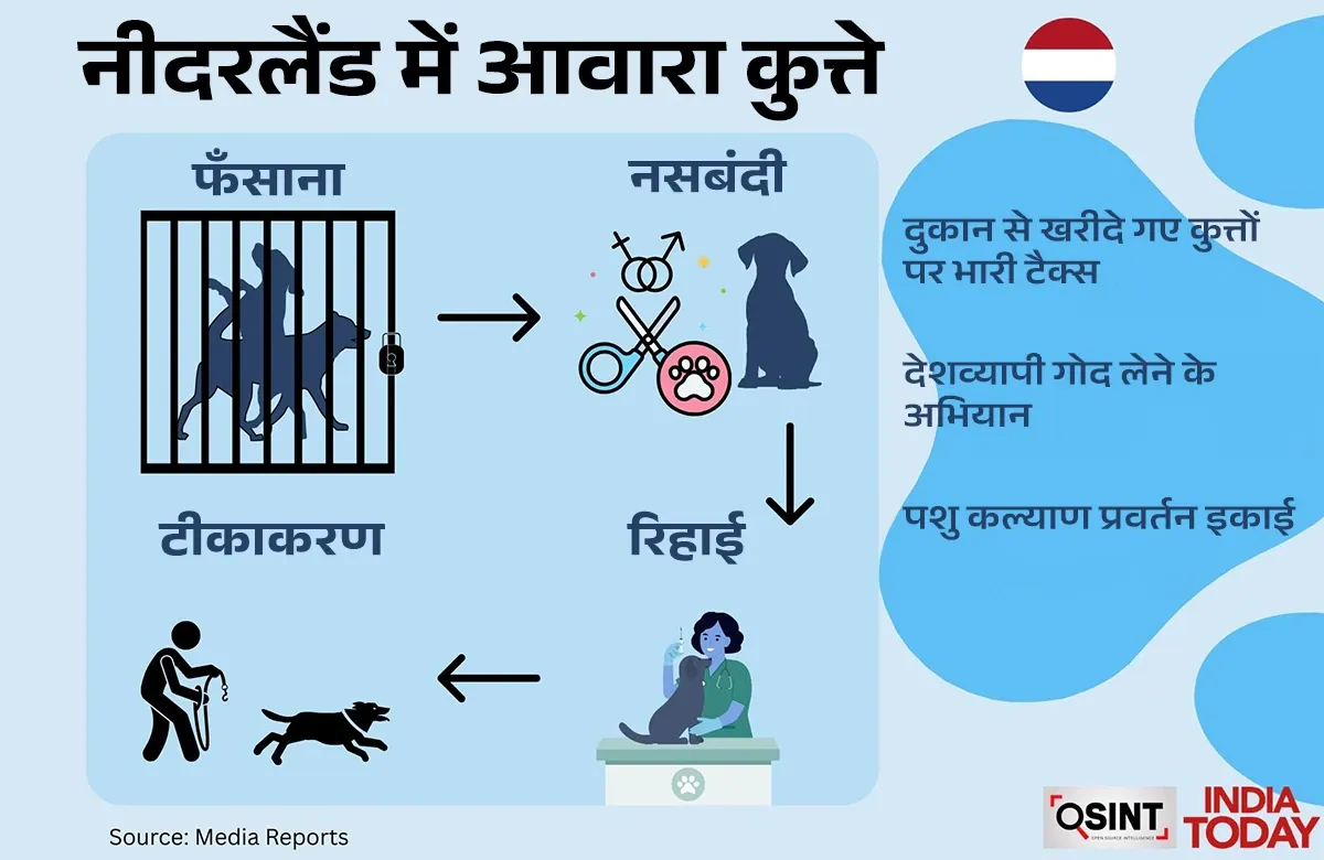 How other countries deal with the problem of stray dogs