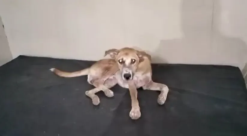 dog