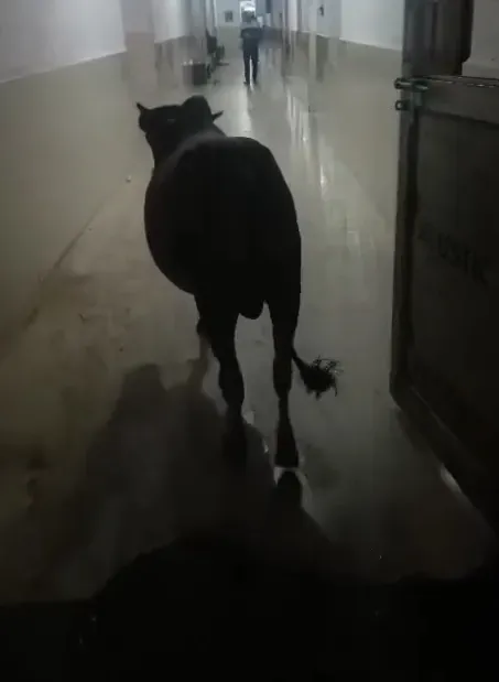 cow