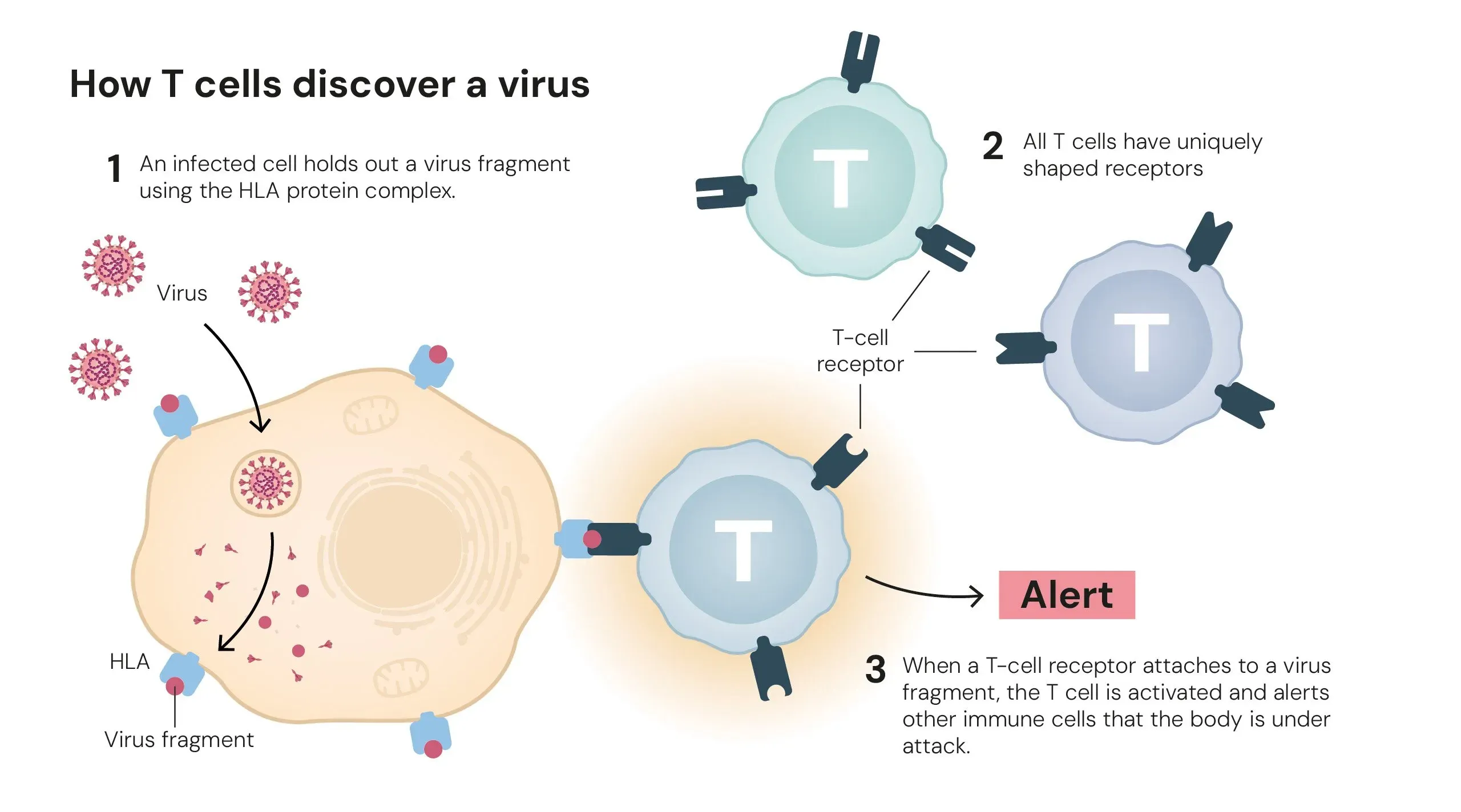 Nobel Regulatory T cells
