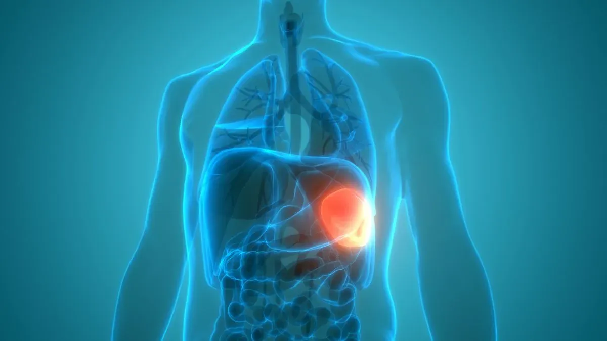 spleen