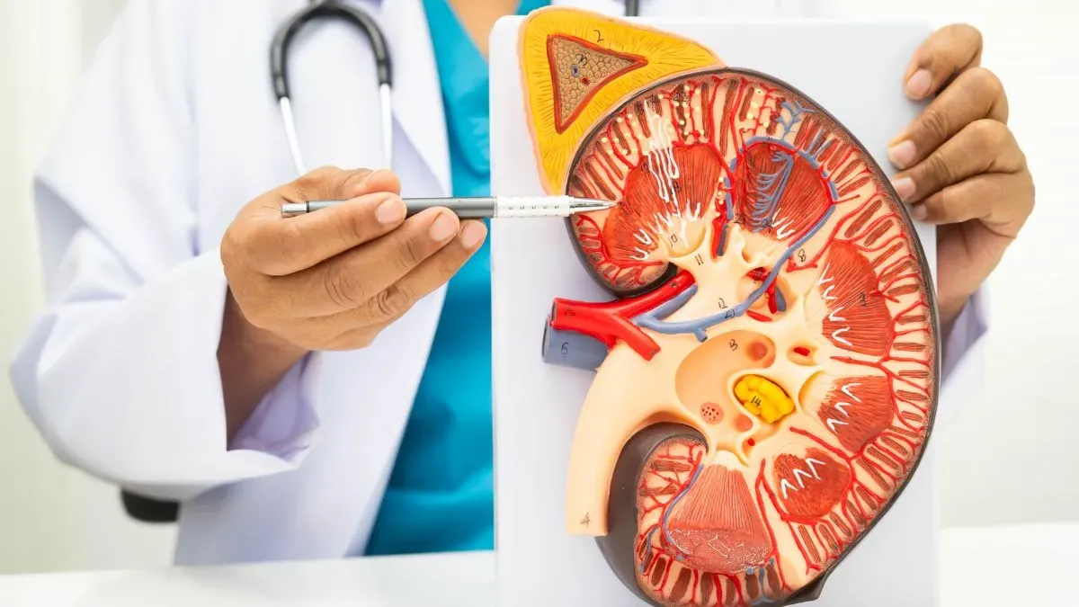 kidney function test