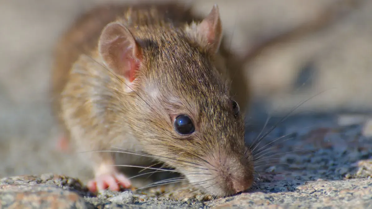 hantavirus
