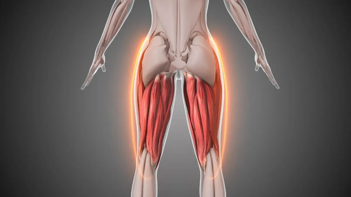 hamstring