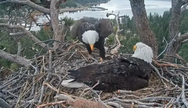 bald eagle