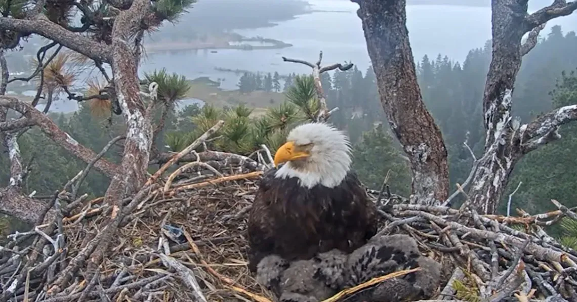 bald eagle jackie