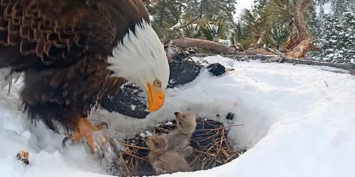 Viral eagle jackie