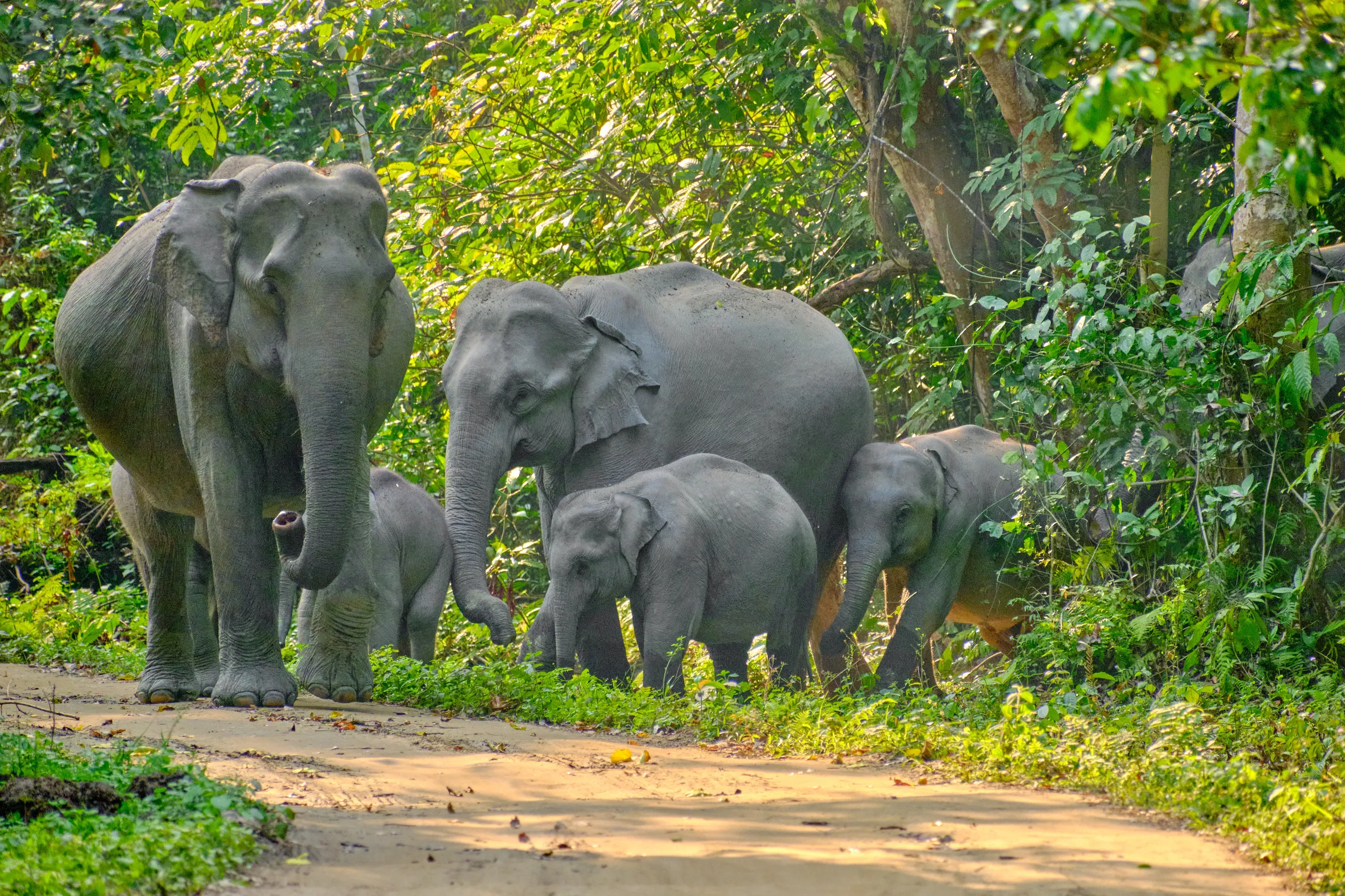 Kaziranga national park