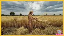 Wheat production