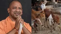 yogi adhiyanath govt on cattle security