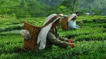 Tea