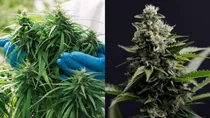 marijuana 