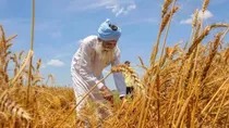 India's Wheat Procurement